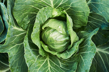 Obraz premium Green cabbage leaves background, close-up