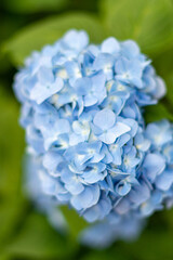 6月のあじさい