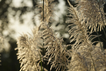 Flower grasses while wind blow with sunset sky in the evening.