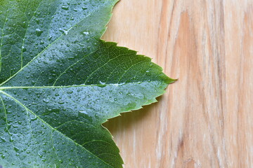 green leaves placed on a plank for background