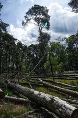 Fototapeten Bäume und Baumstämme im Diersfordter Wald © hespasoft