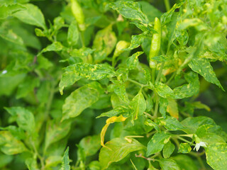 Plant disease pepper yellow leaf curl virus.