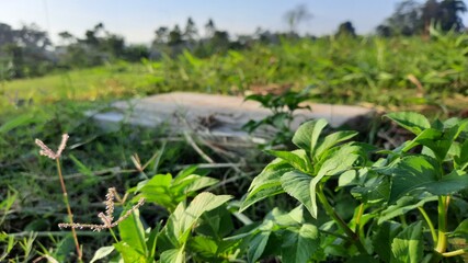 wild grass in the park