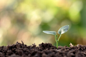 Small plants with green leaves growing on natural soil and a green nature background blur the concept of agriculture and sustainable plant growth.