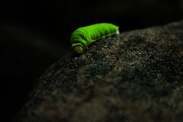 Green caterpillar on a leaf