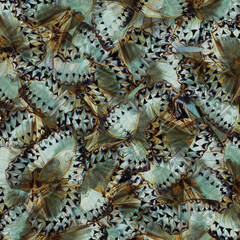 Exotic Pale Green and Grey Background made of Cambodian Junglequeen Butterflies in the greatest design and pattern