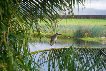 Night Heron or 'Auku'u sitting on the branch of a palm tree in Kawainui Marsh in Kailua on Oahu,...