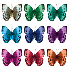 Fototapeta na wymiar The Beautiful Set of Cambodian Junglequeen butterflies in various fancy colors isolated on white
