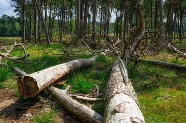 Fototapeten Umgestürzte Bäume im Diersfordter Wald © hespasoft