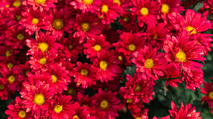 Red chrysanthemum flowers in the garden background.