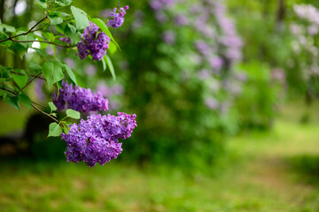 Obraz premium Lilac flower on a green forest background