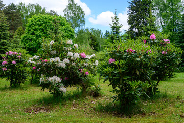 High resolution photo green landscape design with grass and pink and white bushes with flowers