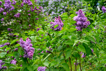 Obraz premium Green branch with spring lilac flowers
