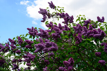 Obraz premium High resolution photo of lilac flowers on a background of blue sky with clouds