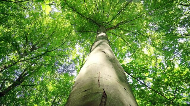 Bottom view of a lush poplar tree with straight trunk
