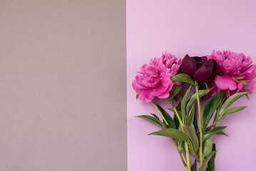 Bouquet of Pink and Rose Peonies on double Gray and Pink Background Fashionable minimal concept of spring or summer flowers Top View Copy Space