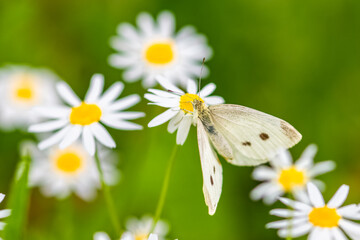 Cabbage butterfly on a daisy flower, Pieris rapae, beautiful white butterfly in summer
