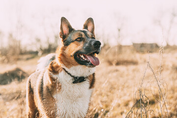 Wet Funny mixed breed Dog After Swimming