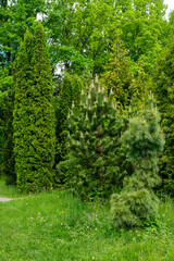 High resolution photo of landscaping with bushes