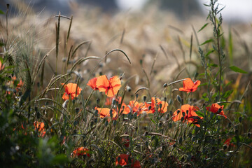 Poppy blossoms in a wheat field