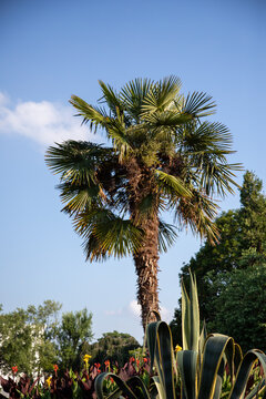 sabal palmetto, Fan palm surrounded by small plants, blue sky in the background