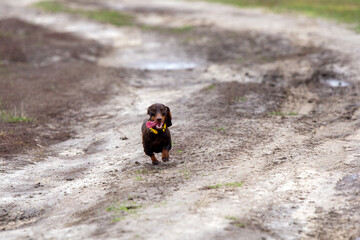 brown tan miniature dachshund dor running in field