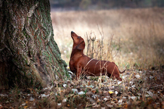 red dachshund dog hunting on fields