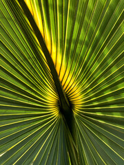 palm leaf background