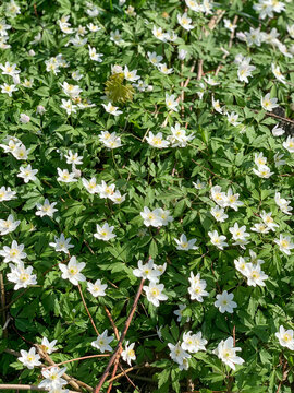 wood anemone