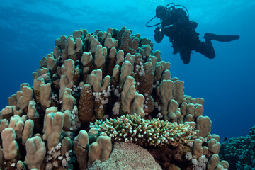 Underwater Red Sea seascape. Coral reef near Makadi Bay, Egypt