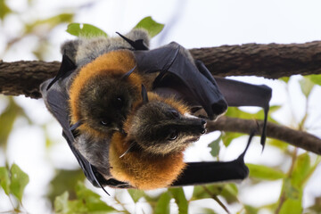 Grey-headed bats roosting in trees