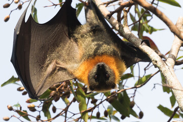 Grey-headed bats roosting in trees