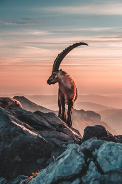 Aplsteingebiet Schweiz Steinbock Sonnenaufgang