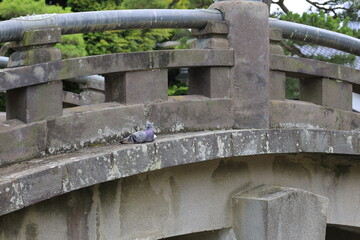 日本風景　お寺の庭
