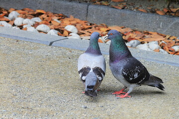 仲良し鳩