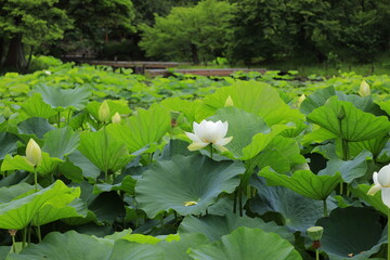 蓮の花