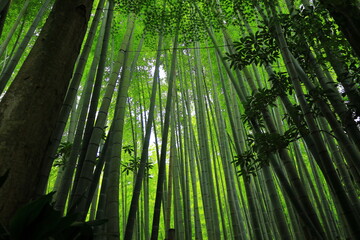日本　竹林風景