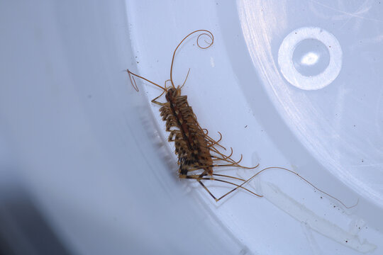 scutigera coleoptrata insect macro photo