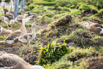 Goose family at lawn to eat grass at sunrise