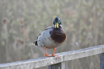 Stockente auf Geländer