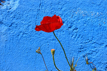 red poppy on blue background