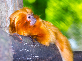 Obraz premium Golden lion tamarin is resting on a tree