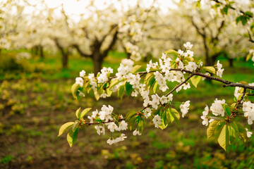 Obraz premium branches of flowering spring trees in the sun. the aroma of flowers