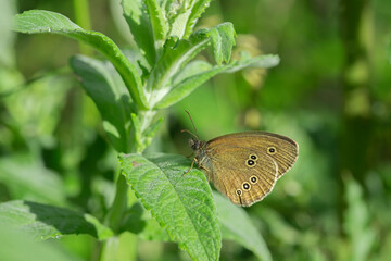 Obraz premium Ringlet butterfly (Aphantopus hyperantus) hides between mint leafs.