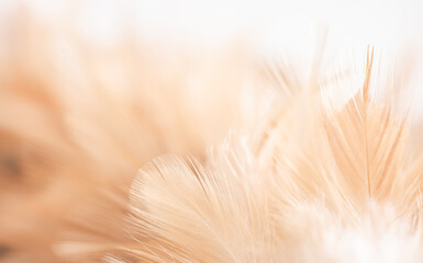close up of feather