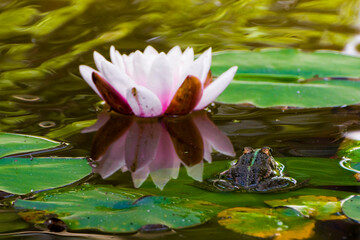 European white water lily and frog in a pond - obrazy, fototapety, plakaty