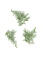 White cedar branches isolated on white background. Thuja occidentalis.