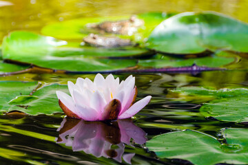 European white water lily and frog in a pond