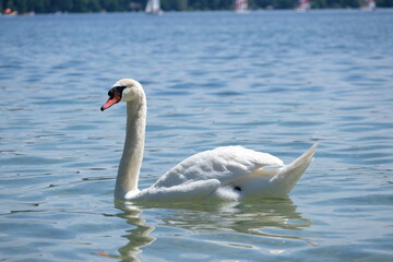 Big white swan swimming in a lake