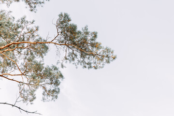Tall evergreen pines stand against the blue sky. bottom view